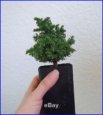 Dwarf Japanese cedar Tansu for shohin mame bonsai tree super tiny multi list