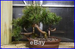 Dwarf Mugo Pine Bonsai Group In Stamped Chinese Pot
