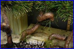 Dwarf Mugo Pine Bonsai Group In Stamped Chinese Pot