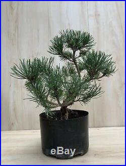 Dwarf Mugo Pine Pre Bonsai Evergreen Thick Trunk Tiny Conifer Fairy Garden