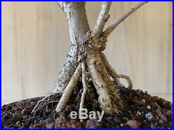 Dwarf Olive Bonsai Tree Thick Multi Trunk Mini Evergreen Gray Olea Neagari