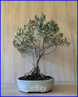 Dwarf Olive Bonsai Tree Thick Multi Trunk Mini Evergreen Gray Olea Neagari