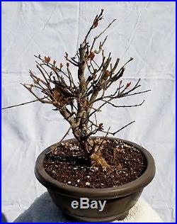 Dwarf Pomegranate Bonsai Tree