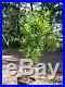 Dwarf Pomegranate Tree 1 Gal. Live Plant Health Fruit Home Garden Trees NOW