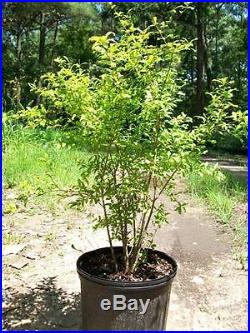 Dwarf Pomegranate Tree 3 Gal. Live Healthy Plant Health Fruit Garden Trees NOW