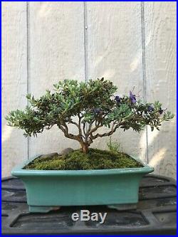 Dwarf Rhododendron Flowering Bonsai Tree With Pot Small Leaf And Flowers