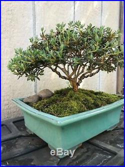 Dwarf Rhododendron Flowering Bonsai Tree With Pot Small Leaf And Flowers