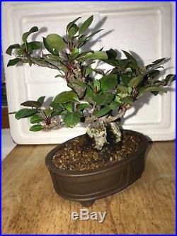 Dwarf Shohin Mame Japanese flowering & fruiting Bonsai Tree Ume fruit 31 yrs old