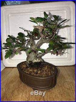 Dwarf Shohin Mame Japanese flowering & fruiting Bonsai Tree Ume fruit 31 yrs old