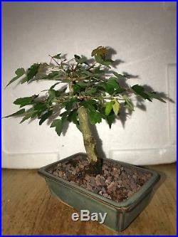 Dwarf Shohin Mame Trident Maple Bonsai Tree Japanese Maple 17 yrs movement nr