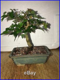 Dwarf Shohin Mame Trident Maple Bonsai Tree Japanese Maple 17 yrs movement nr