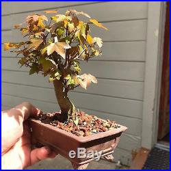 Dwarf Shohin Mame Trident Maple Bonsai Tree like Japanese Maple 10years rare nr