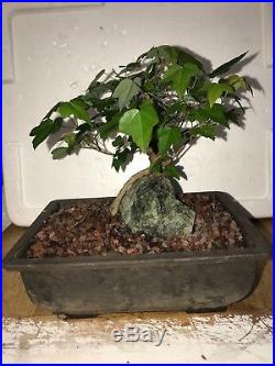 Dwarf Shohin Mame Trident Maple Bonsai Tree root over rock like Japanese Maple