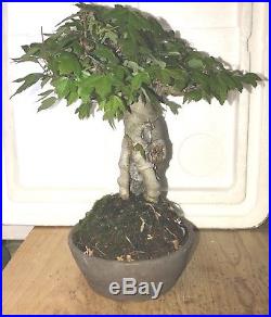 Dwarf Shohin Mame Trident Maple Bonsai imported 47yrs root over rock show winner