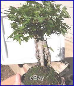 Dwarf Shohin Mame Trident Maple Bonsai imported 47yrs root over rock show winner