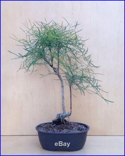 Dwarf Thread Leaf Nandina Bonsai Tree Shohin Rare Nebari Twin Trunk