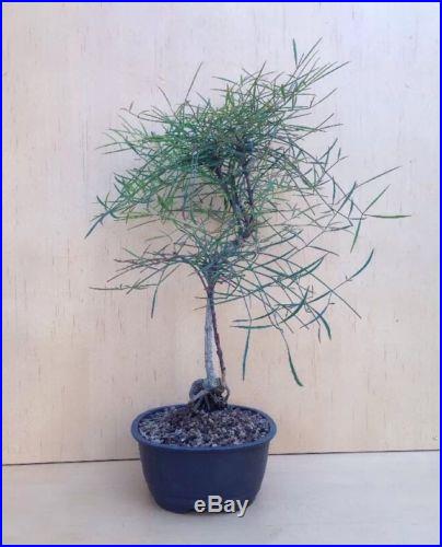 Dwarf Thread Leaf Nandina Bonsai Tree Shohin Rare Nebari Twin Trunk