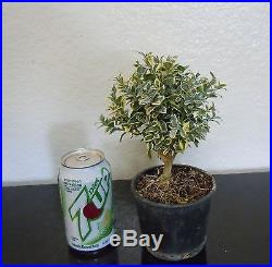 Dwarf Variegated English boxwood for mame shohin bonsai tree multiple listing