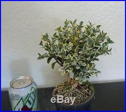 Dwarf Variegated English boxwood for mame shohin bonsai tree multiple listing