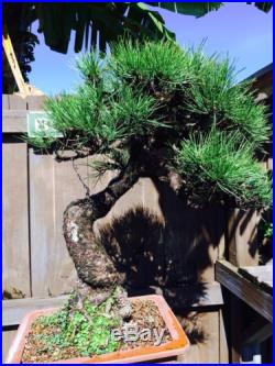 EXTREMELY OLD JAPANESE BLACK PINE BONSAI TREE EXTREMELY OLD