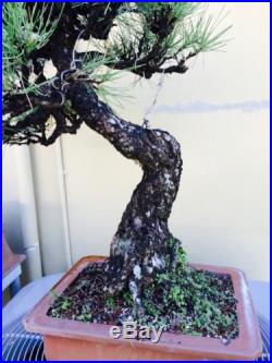 EXTREMELY OLD JAPANESE BLACK PINE BONSAI TREE EXTREMELY OLD