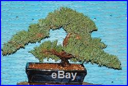 EX Large Japanese Dwarf Juniper Bonsai Tree GREAT GIFT! #20