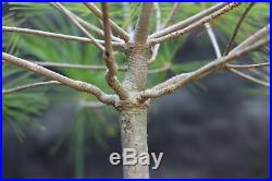 Eastern White Pine Bonsai Tree