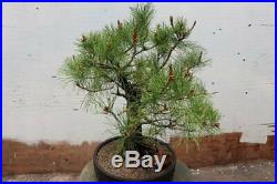 Eastern White Pine Bonsai Tree (One-Of-A-Kind Specimen Tree)