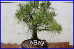 Eastern White Pine Bonsai Tree (One-Of-A-Kind Specimen Tree)
