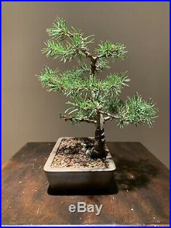Elegant Shohin Scots Pine Bonsai In Beautiful Japanese Made Pot