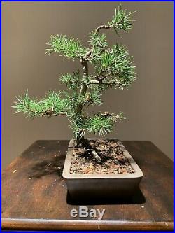 Elegant Shohin Scots Pine Bonsai In Beautiful Japanese Made Pot