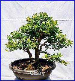 English Boxwood Bonsai Tree