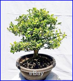 English Boxwood Bonsai Tree
