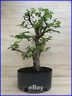 English Hornbeam Specimen Pre Bonsai Tree Carpinus Beltus BIG Thick Huge Trunk