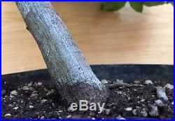 English Hornbeam Specimen Pre Bonsai Tree Kifu Carpinus Beltus BIG Thick Trunk