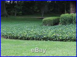English Ivy 100 bare root plants