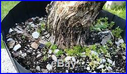 Escambron Clerodendrum Aculeatum Bonsai Tree