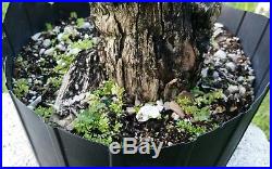 Escambron Clerodendrum Aculeatum Bonsai Tree