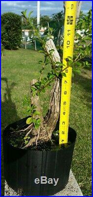 Escambron (Clerodendrum Aculeatum) Pre Bonsai Tree