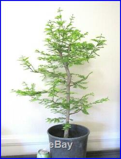 Established Bald Cypress for bonsai tree thick trunks
