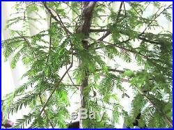 Established Bald Cypress for bonsai tree thick trunks