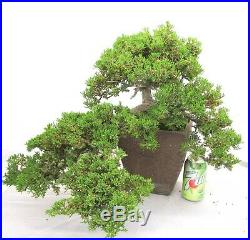 Established Japanese Juniper for shohin mame bonsai tree Cascading with Jin