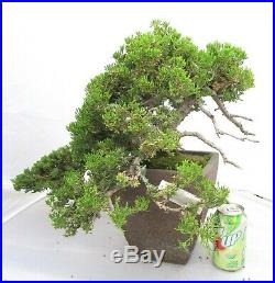 Established Japanese Juniper for shohin mame bonsai tree Cascading with Jin