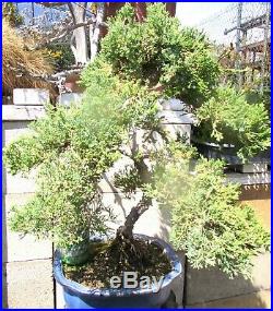 Established Japanese Juniper for shohin mame bonsai tree great shape gift bonsai