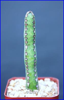 Euphorbia heterochroma, African catedral plant bonsai tree rare cactus exotic 2