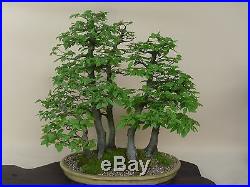 European Hornbeam Carpinus betulus bonsai tree seeds shohin japanese not pine