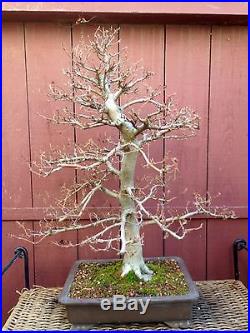 European Hornbeam bonsai specimen