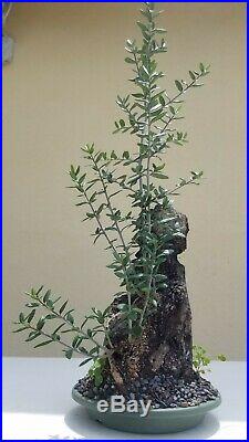 European Olive Tree, Bonsai Tree, SALE