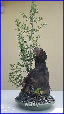 European Olive Tree, Bonsai Tree, SALE