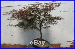 Ever Red Lace-Leaf Japanese Maple Bonsai Tree (One-Of-A-Kind Specimen Tree)